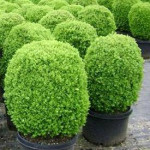Affordable Lawn mowing, Yard cleaning, Tree work, bush clearance, etc