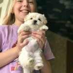 Doobu Maltese Puppy