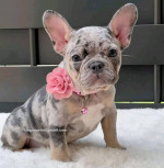 Healthy pure bred english bulldog puppies available