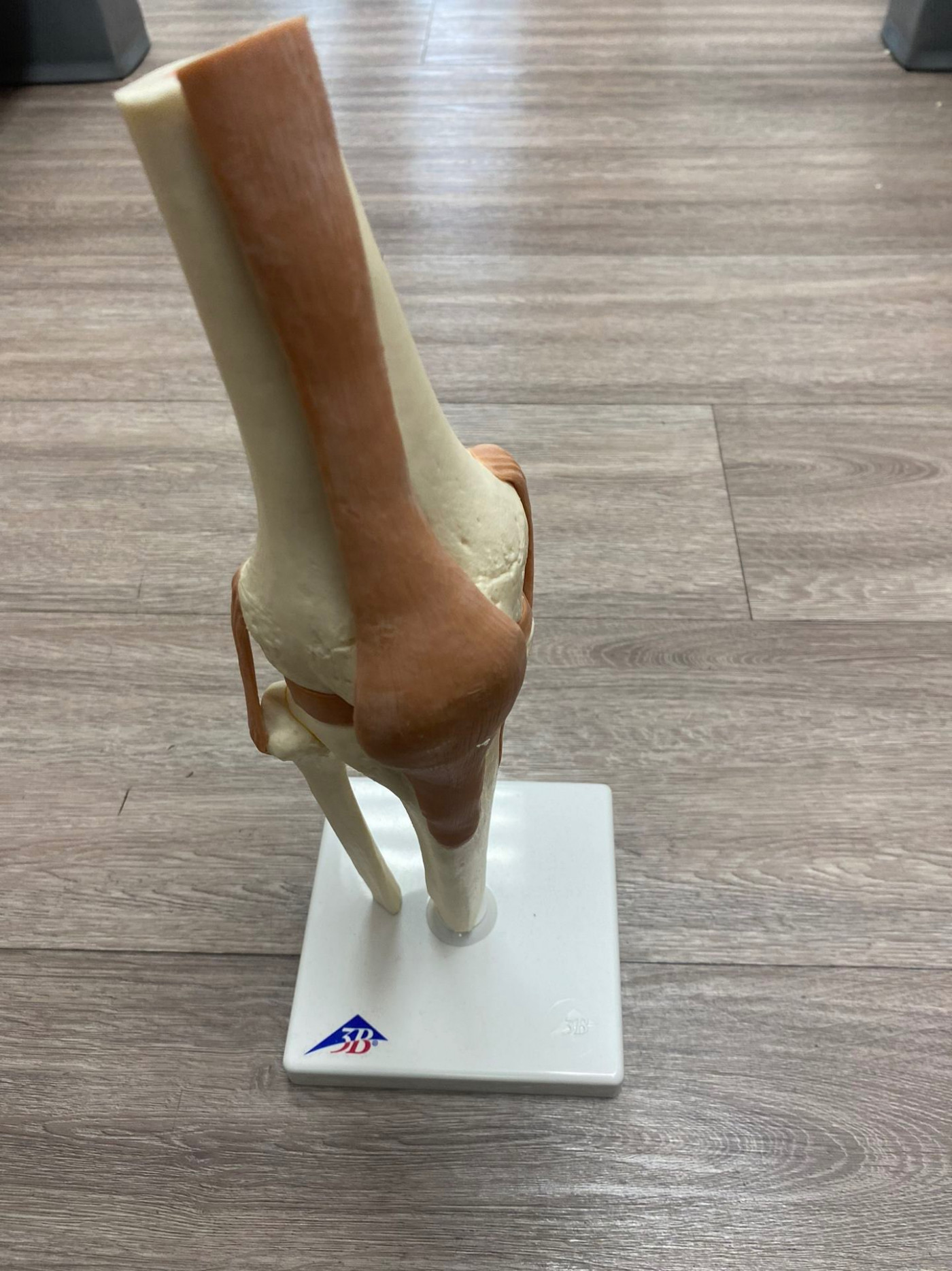 Scientific Human Knee