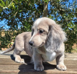 Gorgeous miniature dachshund