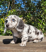 Gorgeous miniature dachshund