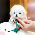 Teacup maltese puppy  avaliable