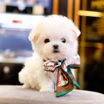 Teacup maltese puppy  avaliable