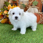 Maltese puppy for  rehoming