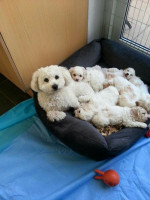 Maltese puppies for rehoming