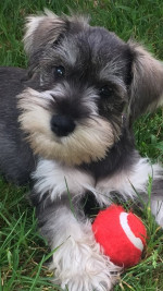 Miniature schnauzer puppy