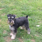 Miniature schnauzer