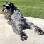 Miniature schnauzer