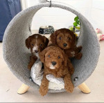 Cavapoo puppies available for adoption