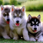 Outstanding  Siberian Husky Puppies available