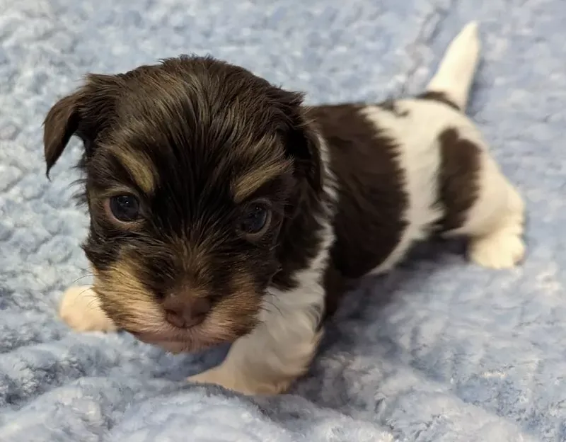 Charming Biewer Terrier Puppy Looking for a Loving Home!