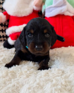 Adorable male and female miniature Dachshund puppies