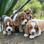 Beautiful KC Reg Beagle Pups - Ready Now
