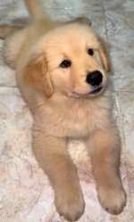 Molly is a good girl, playful, funny, smart, energetic golden retriever, who loves to chase balls and cuddle on the couch. She’s shy, she’s interactive.