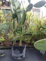 Cactus available for sale