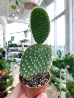 Cactus available for sale