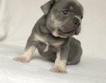 French bulldog puppy