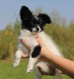 Papillon puppy looking for their new forever homes