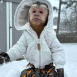 Cutie Capuchin monkey for adoption.