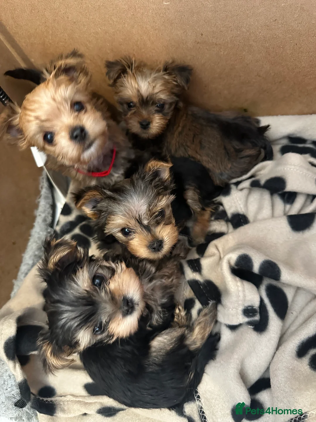 Puppies