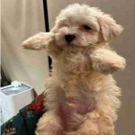 If you are looking for a loyal, intelligent, and affectionate dog, our beautiful maltipoo are ready to find their forever homes ! These puppies combine the best traits of two fantastic breeds, making them the ideal family pet.