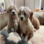 If you are looking for a loyal, intelligent, and affectionate dog, our beautiful maltipoo are ready to find their forever homes ! These puppies combine the best traits of two fantastic breeds, making them the ideal family pet.