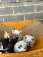 All are available now for adoption