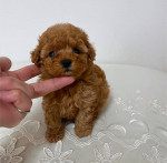 Poodle puppies