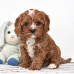 CAVAPOO - ( CHARLIE  )10 WEEKS OLD MALE