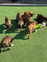 Boxer puppies