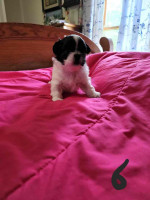 $200 reservation fees for available puppies