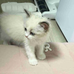 Ragdoll kitten