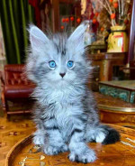 Fluffy Maincoon kittens searching for good homes