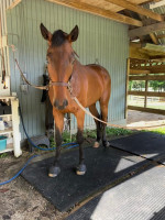⭐️ 2021 OTTB Gelding – Tall, Talented & Trainable Prospect ⭐️