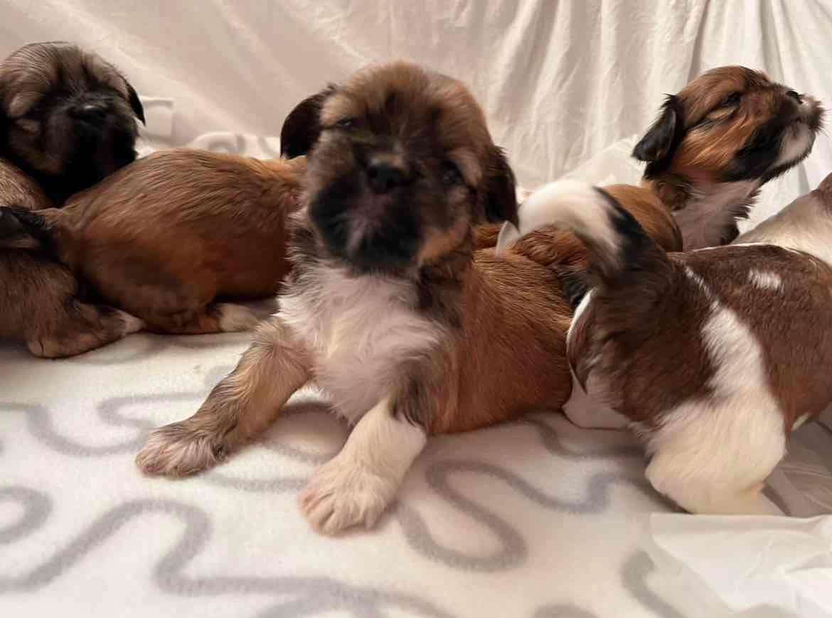 Adorable and Healthy Puppies Looking for Loving Homes.