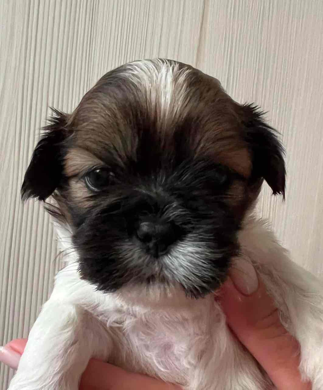 Adorable and Healthy Puppies Looking for Loving Homes.