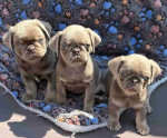 Charmimg Sweet Male and Female Pug Puppies Searching New Home