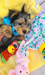 Sweet Outstanding Chaming Male and Female Yorkshire Terrier Puppies