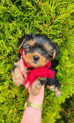 Sweet Outstanding Chaming Male and Female Yorkshire Terrier Puppies