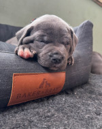 Adoption Alert: Adorable 8-Week-Old Cane Corso Puppies! 🐾**