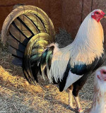 Harold brown grey roosters