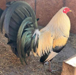 Harold brown grey roosters