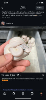 BELs pied ballpython