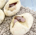 BELs pied ballpython