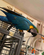 Male and Female Blue and Gold Color Macaw Parrots
