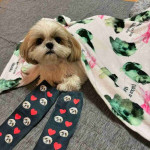 Shih tzu puppy for Adoption