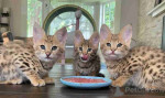 Savannah kittens