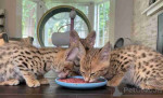 Savannah kittens