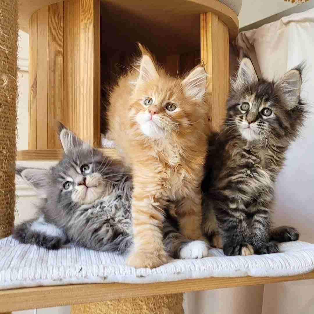 Sweet Maine Coon Kittens Available for Adoption — Bring Home a Gentle Giant!